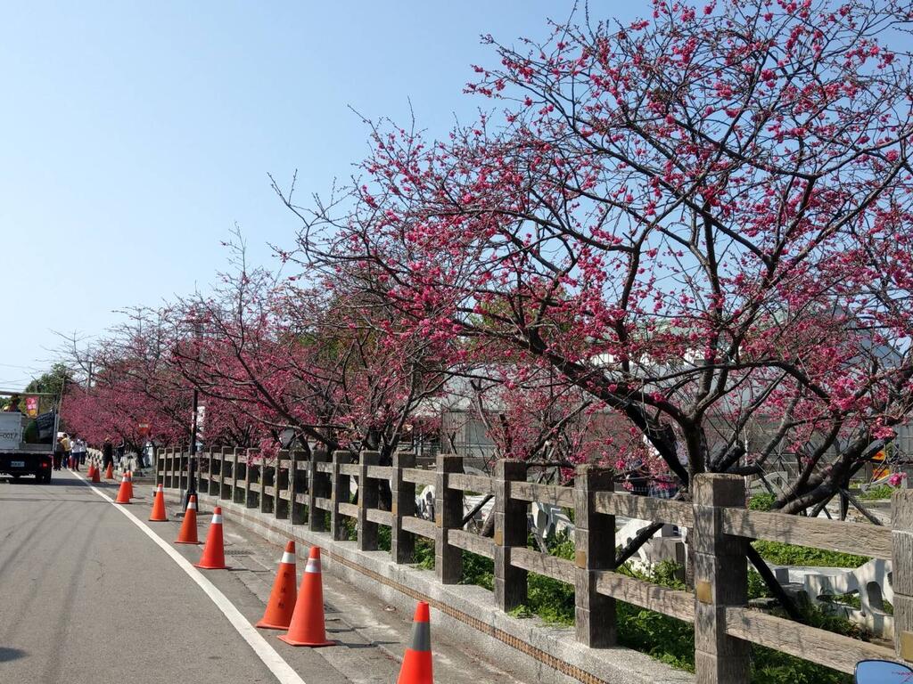 后里泰安樱花陆续绽放 228连假赏花最佳时机