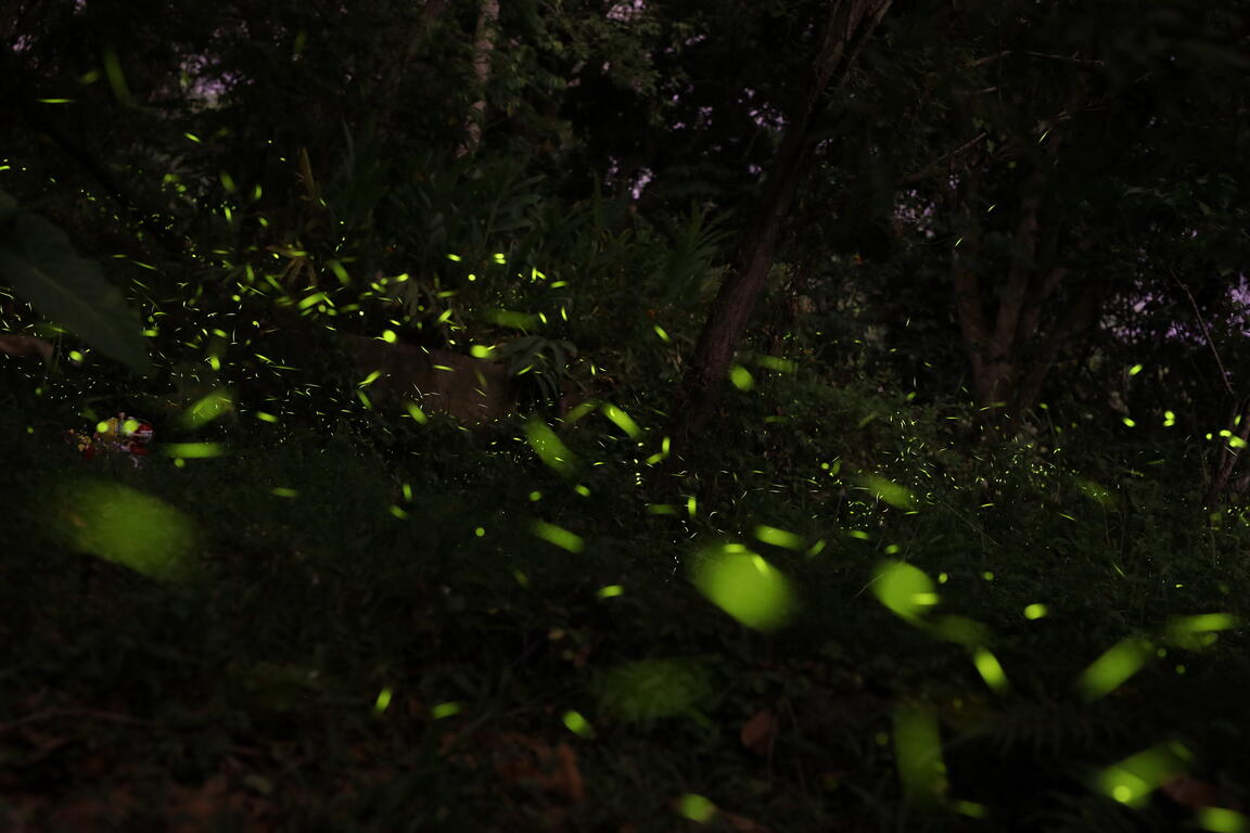 大坑春季赏萤生态教育解说 4/9网路报名