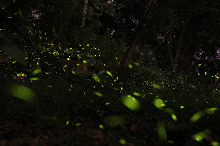 大坑春季赏萤生态教育解说 4/9网路报名