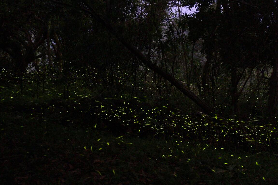 中市萤火虫生态观光之旅 赏萤观星饱览大雪山美景