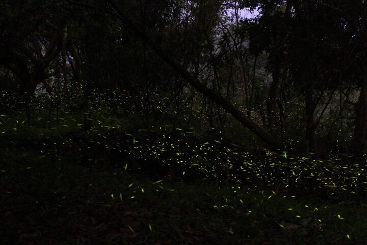 中市萤火虫生态观光之旅 赏萤观星饱览大雪山美景