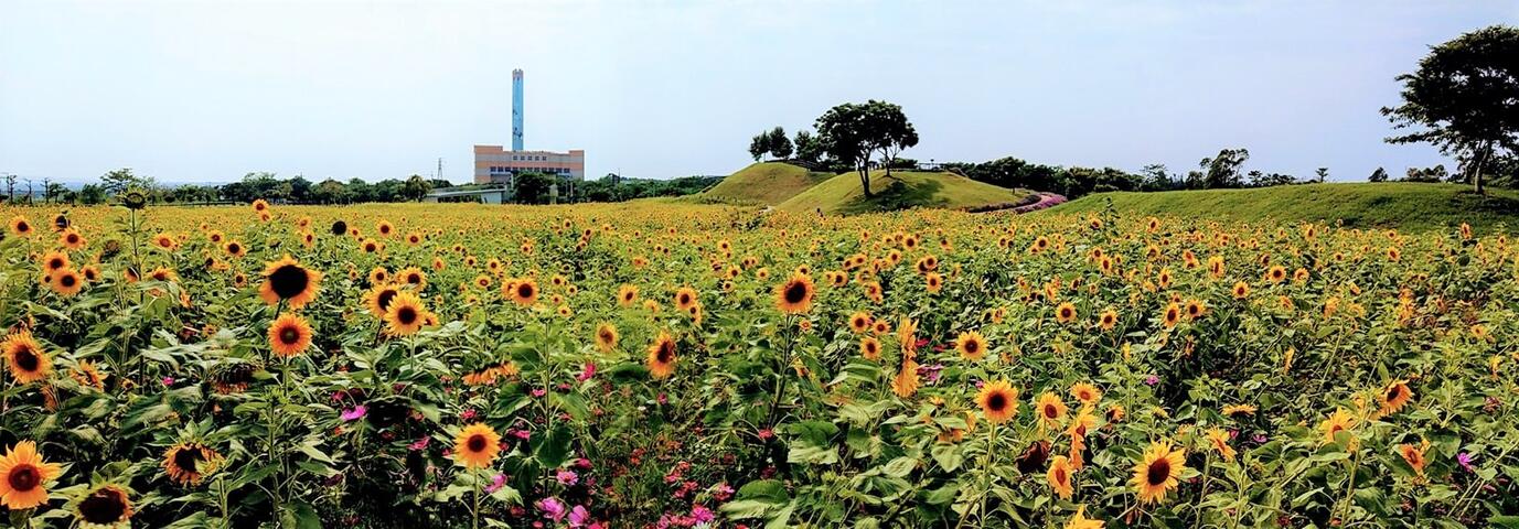 母亲节轻旅行 后里环保公园金黄向日葵花海绽放