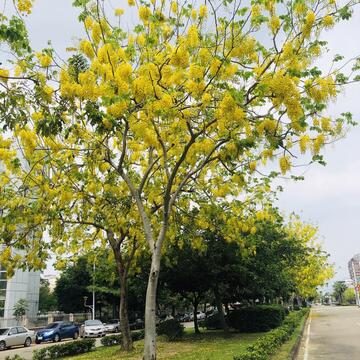 夏季来临 中市阿勃勒及大花紫薇绽放