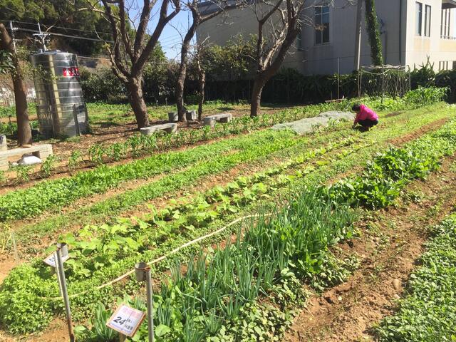 环保农园开放市民免费承租