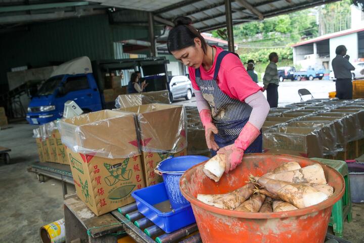 農民清洗麻竹筍並裝箱
