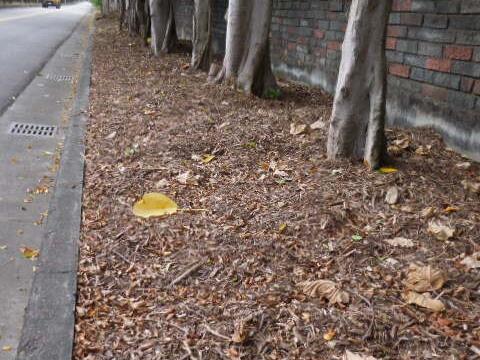 木屑可铺设树穴-抑制杂草生长