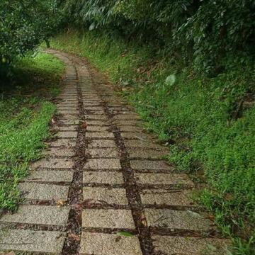 1-树木倒塌处理-施工後-7号步道0kplus750