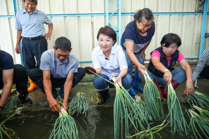 卢市长至大安洗葱寮洗葱-行销优质大安葱