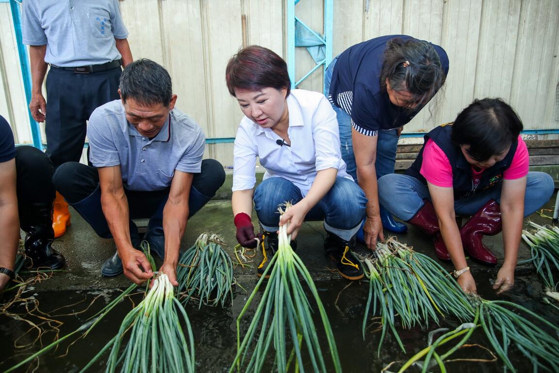 卢市长至大安洗葱寮体验洗葱-行销优质大安葱