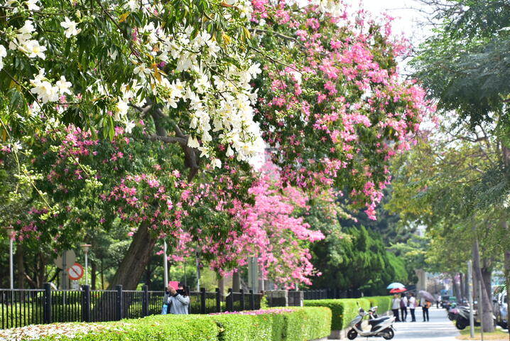 健康公园美人树