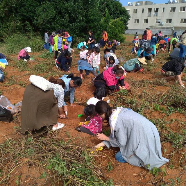 体验农村挖薯乐趣-地瓜文化季沙鹿登场