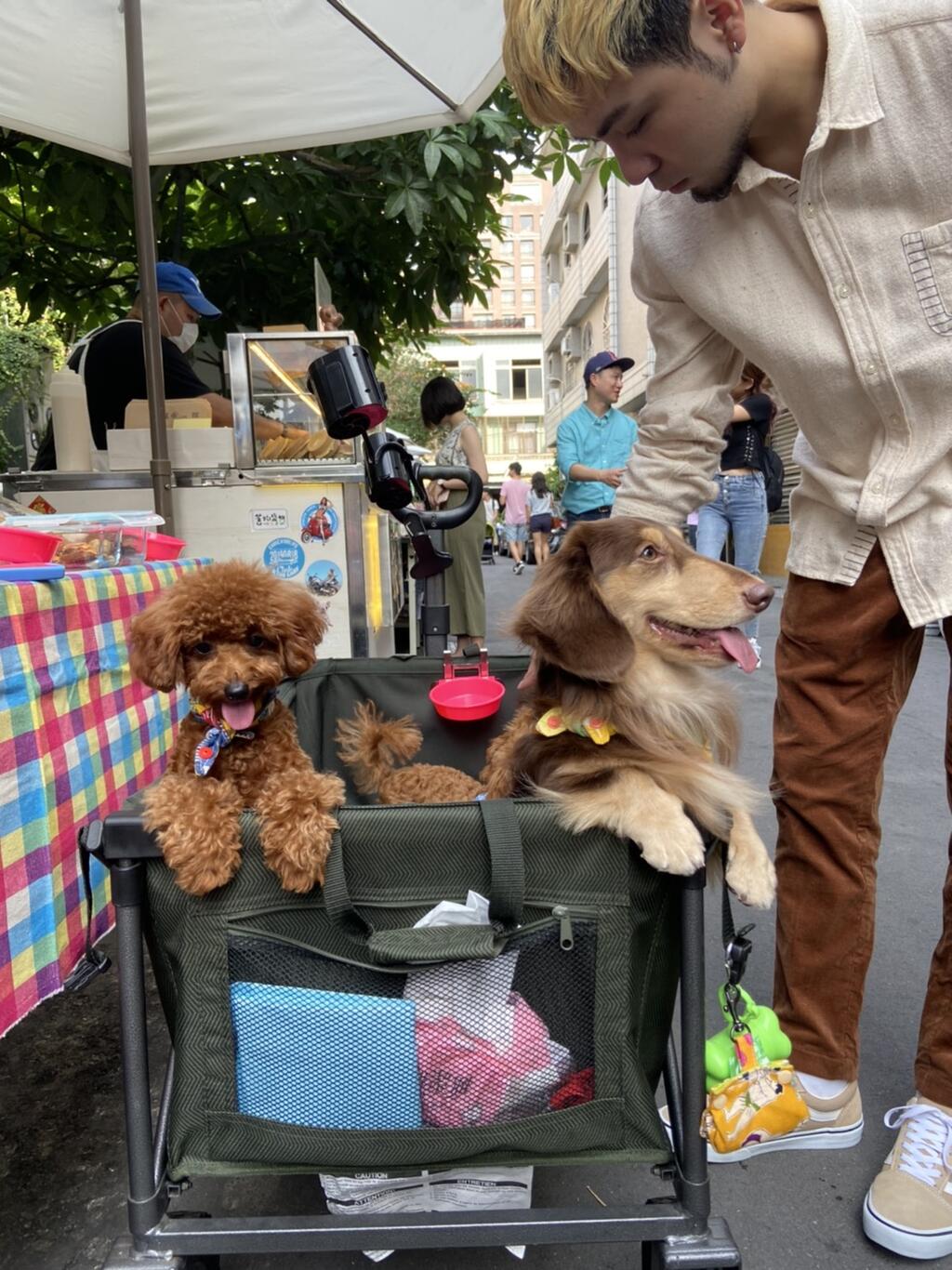 许多毛爸妈带着毛孩一起参与