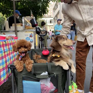 许多毛爸妈带着毛孩一起参与