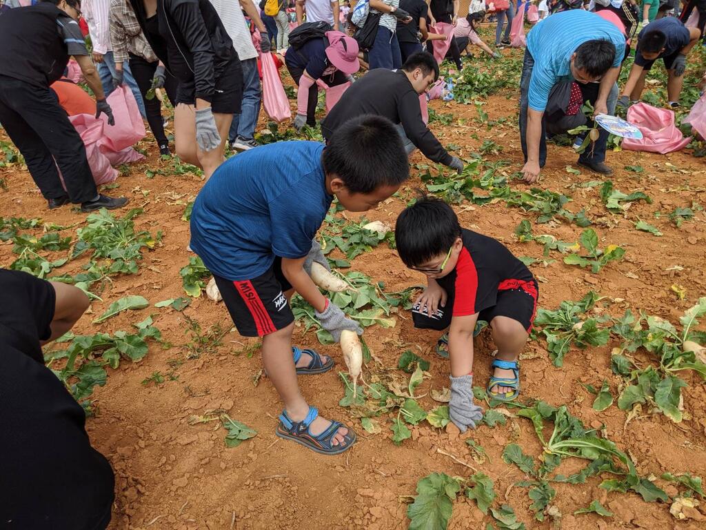 清水海风社区-好采头采收趣-大小朋友体验拔萝卜乐趣