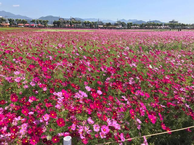 新社花海沿途花草缤纷-绿意盎然