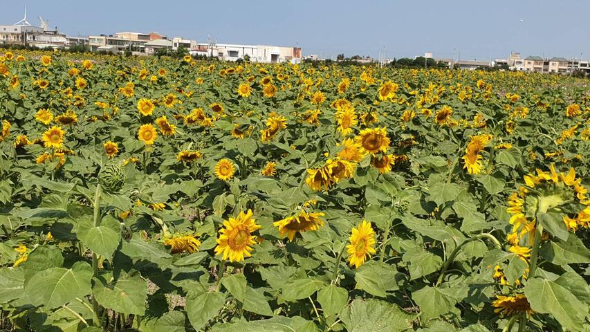 台中市向日葵花海节