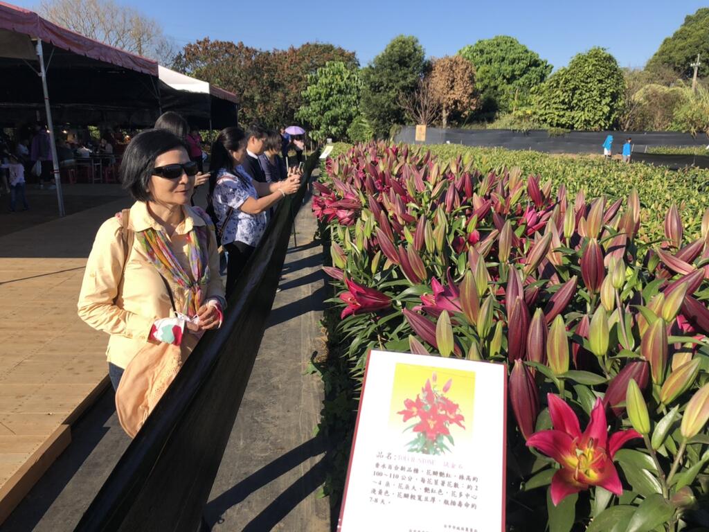 6个品种百合-近期将陆续绽放-欢迎游客前往新社赏花