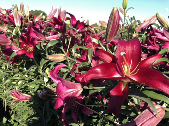 新社花海-百合绽放-一次赏遍6大品种