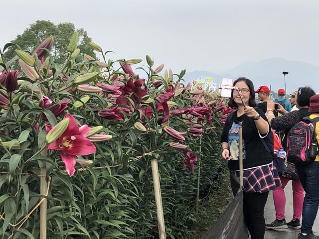 新社花海-百合绽放