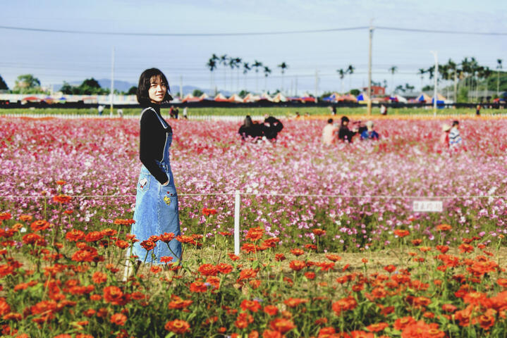 新社花海吸引民众争相拍照