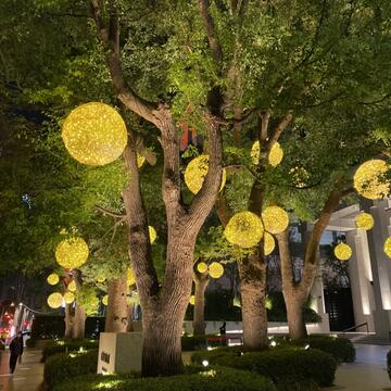 行道樹懸掛燈飾