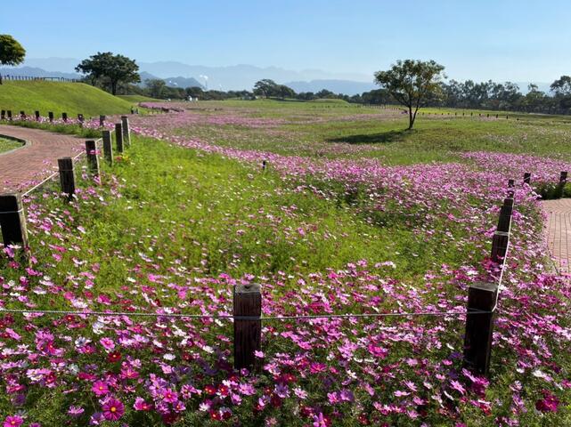 粉白色浪漫花海