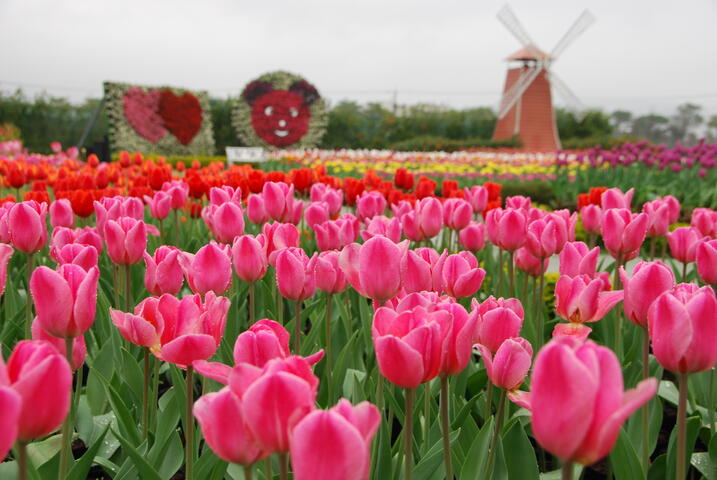 2020年春節去哪裡？台中景點報你知！(賞花篇)