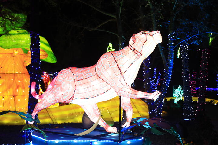 美洲豹叢林電音趴