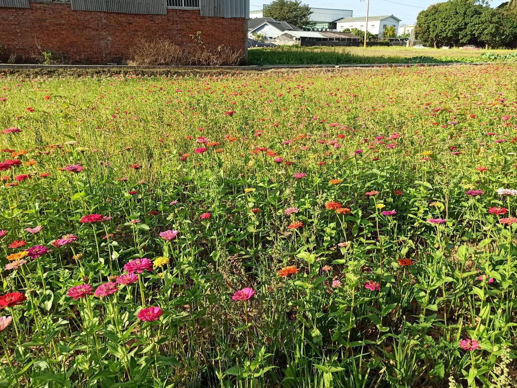 農地花海景緻