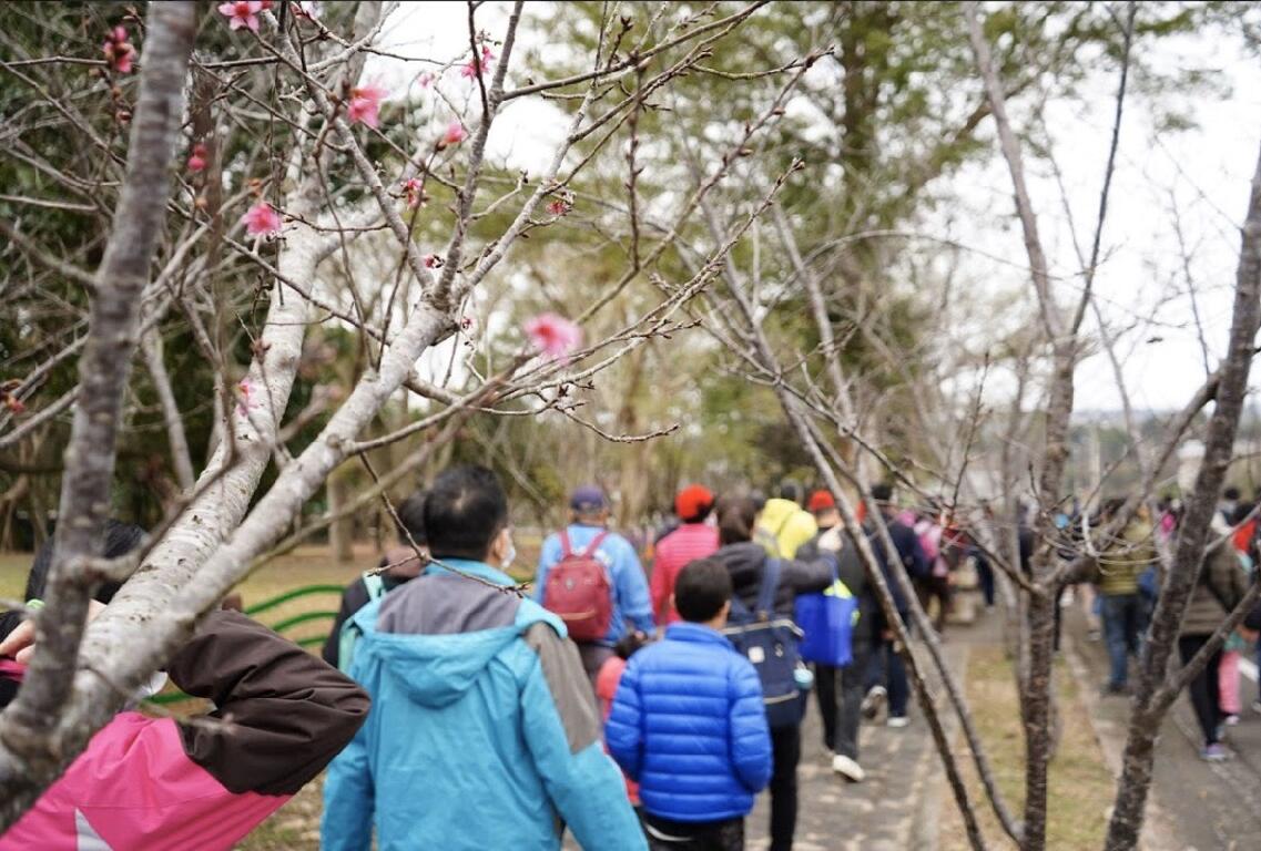 新社赏樱健行-吸引千位民众热情参与