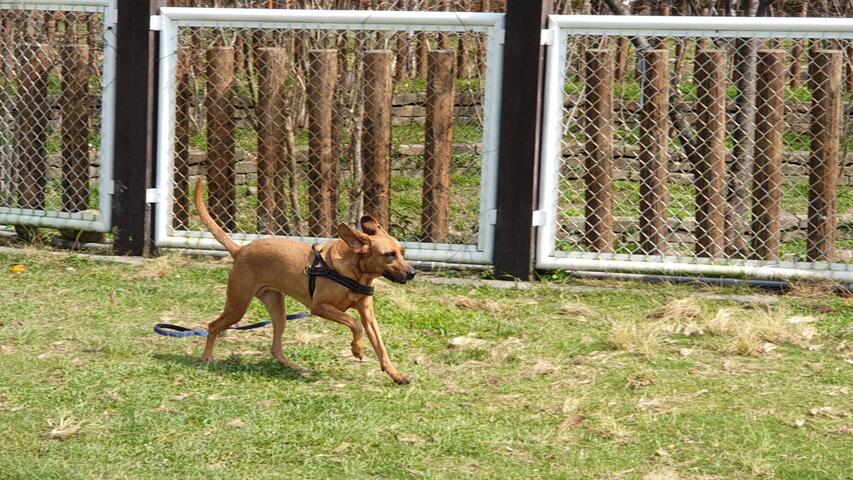 狗兒在公園奔跑