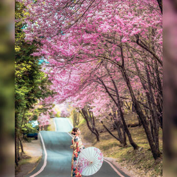 连假来一趟浪漫粉色之旅，台中樱花景点大公开！