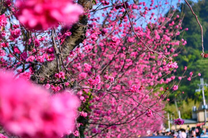 连假来一趟浪漫粉色之旅，台中樱花景点大公开！