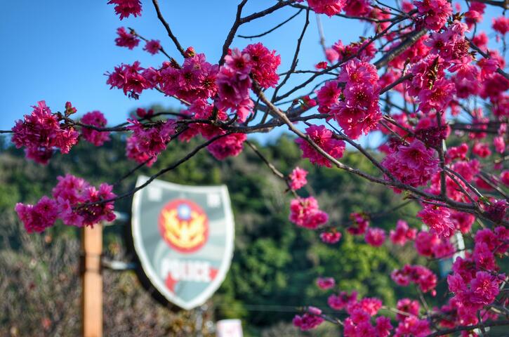 位於后里泰安派出所的樱花是着名赏樱景点-更列入全国樱花盛开指标景点