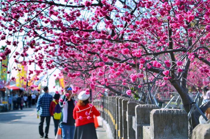 后里泰安樱花季-今年因天候因素花期延後-预估花况将於228连假期间满开