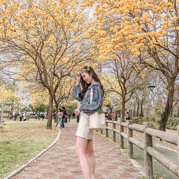 北屯區廍子公園黃花風鈴木盛開吸引民眾前往拍照