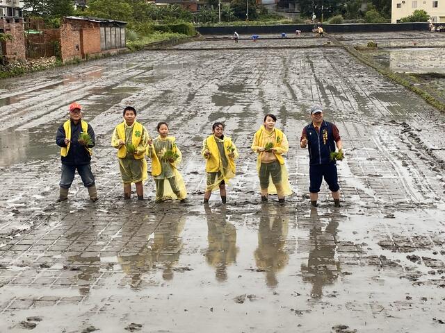 中市府推彩绘稻田插秧体验.jpg