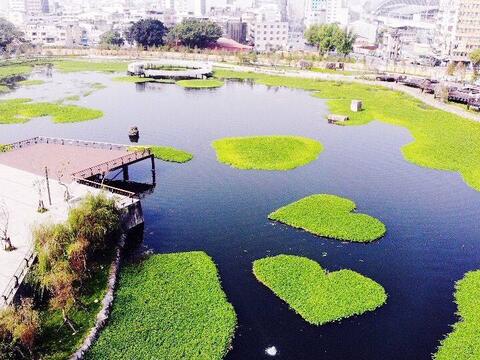 会呼吸的湖泊-中市星泉湖-双心水草-再掀抢拍风潮.jpg