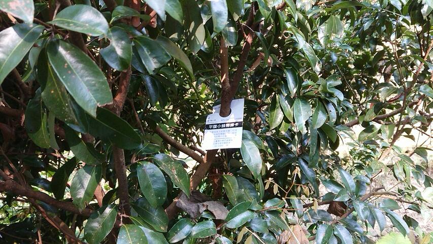 平腹小蜂卵蜂卡施放