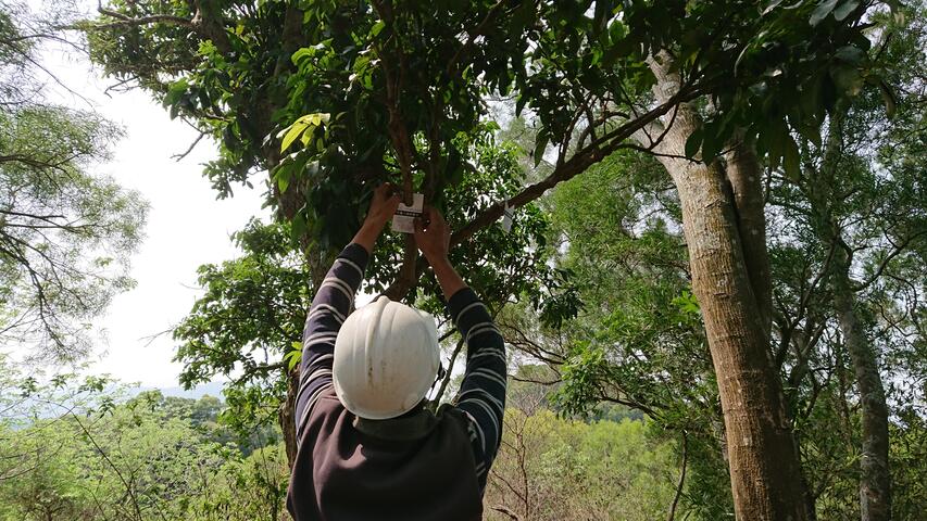 观旅局施放平腹小蜂卵蜂卡