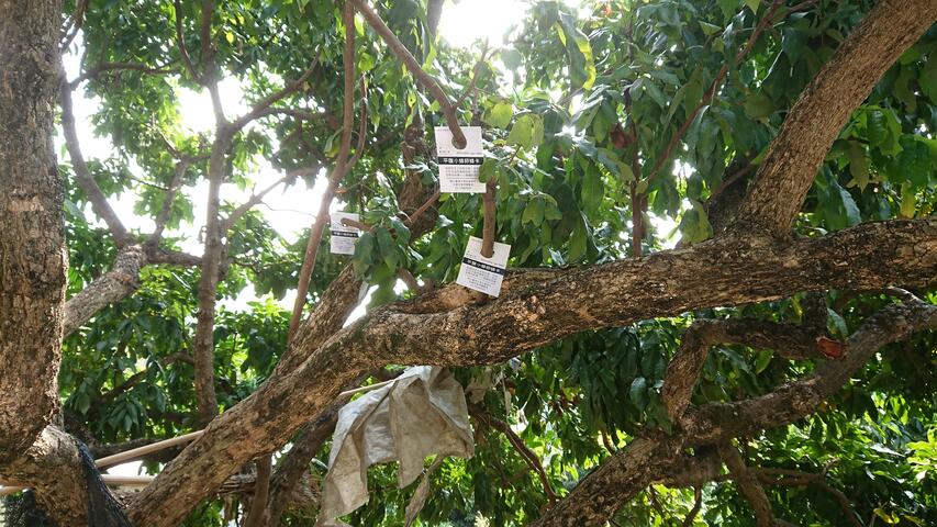 龙眼树挂放平腹小蜂卵蜂卡