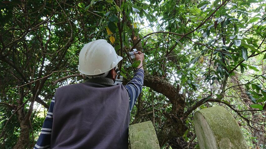施放平腹小蜂卵蜂卡