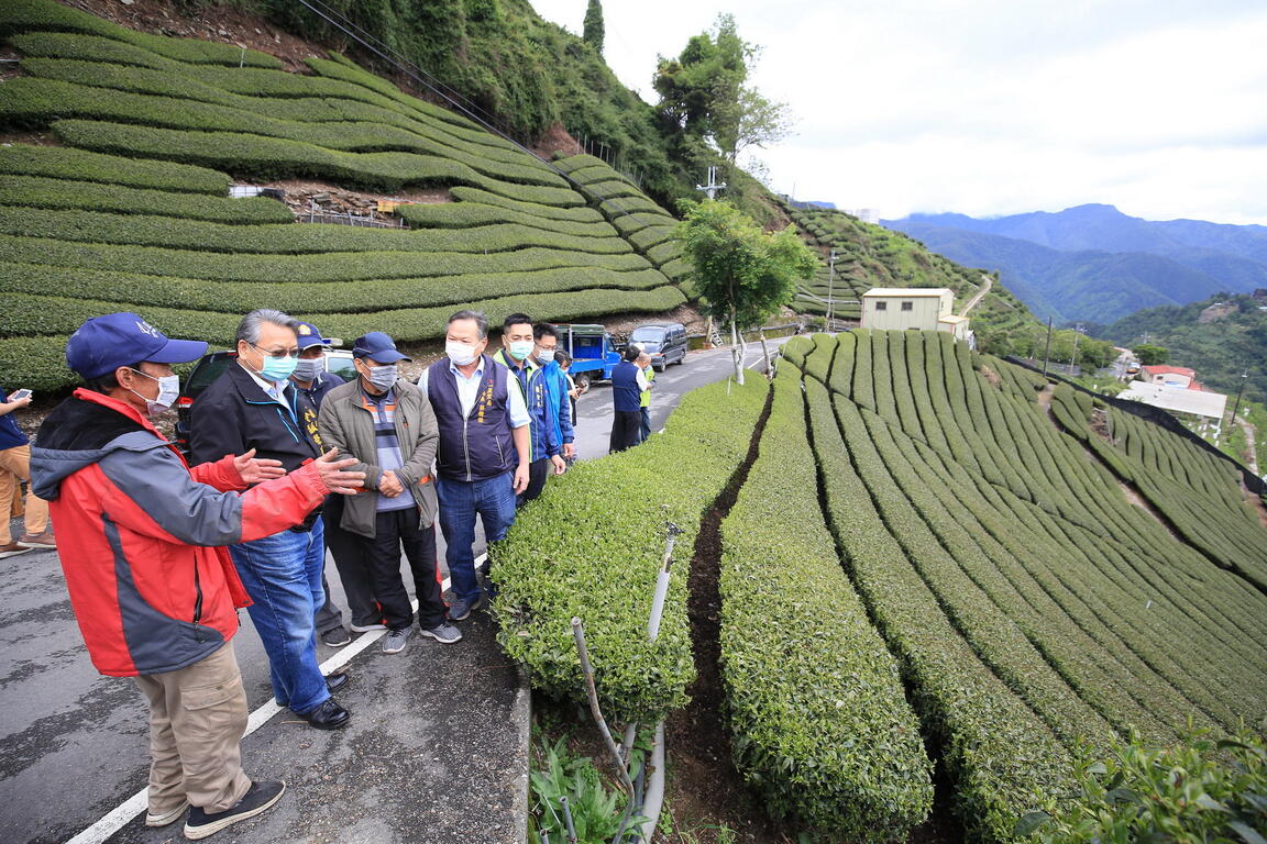 令狐副市长-农业局蔡局长等人视察茶园灾损.jpg