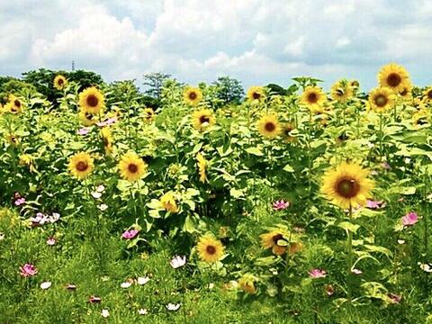 后里环保公园向日葵花田