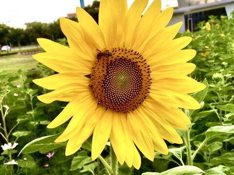 金黄色向日葵绽放