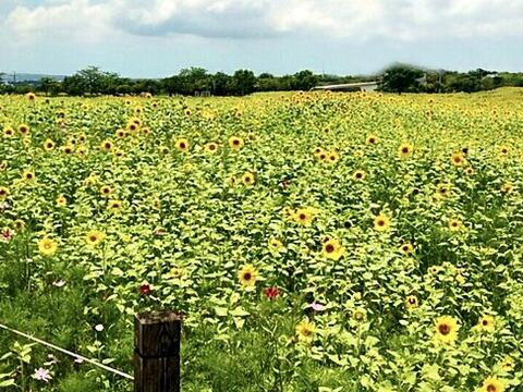 后里环保公园小山丘可俯瞰整片花田