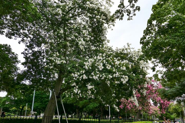 南區健康公園享有全台中唯一一棵白美人樹