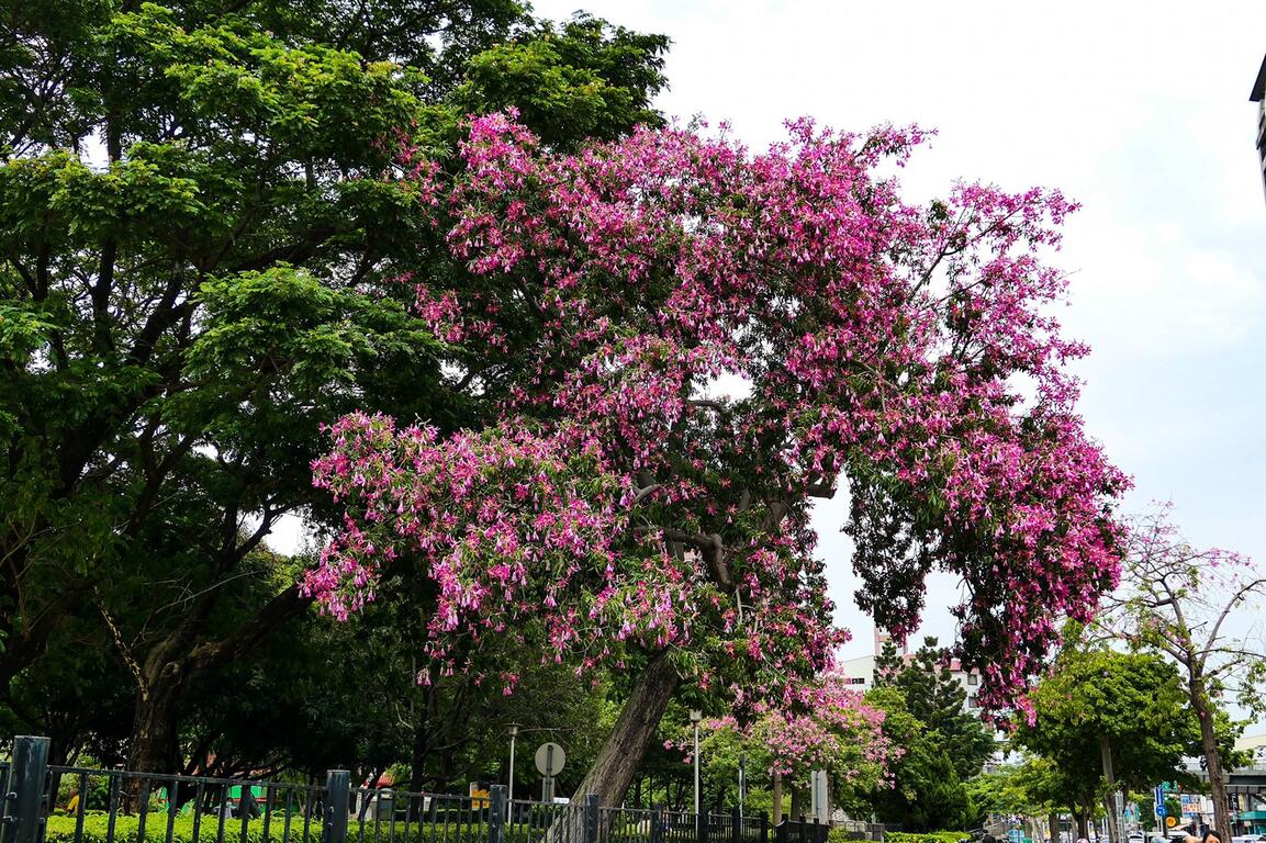 台中-美人-粉耀眼-賞花秘境大公開