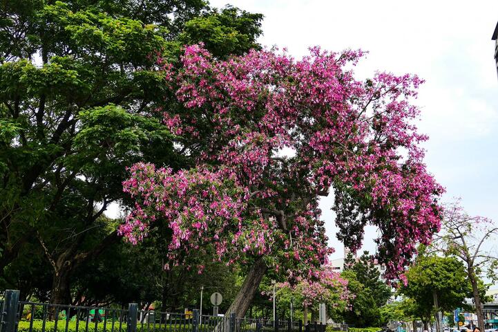 台中-美人-粉耀眼-賞花秘境大公開