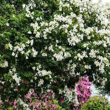 台中-美人-粉耀眼-賞花秘境大公開